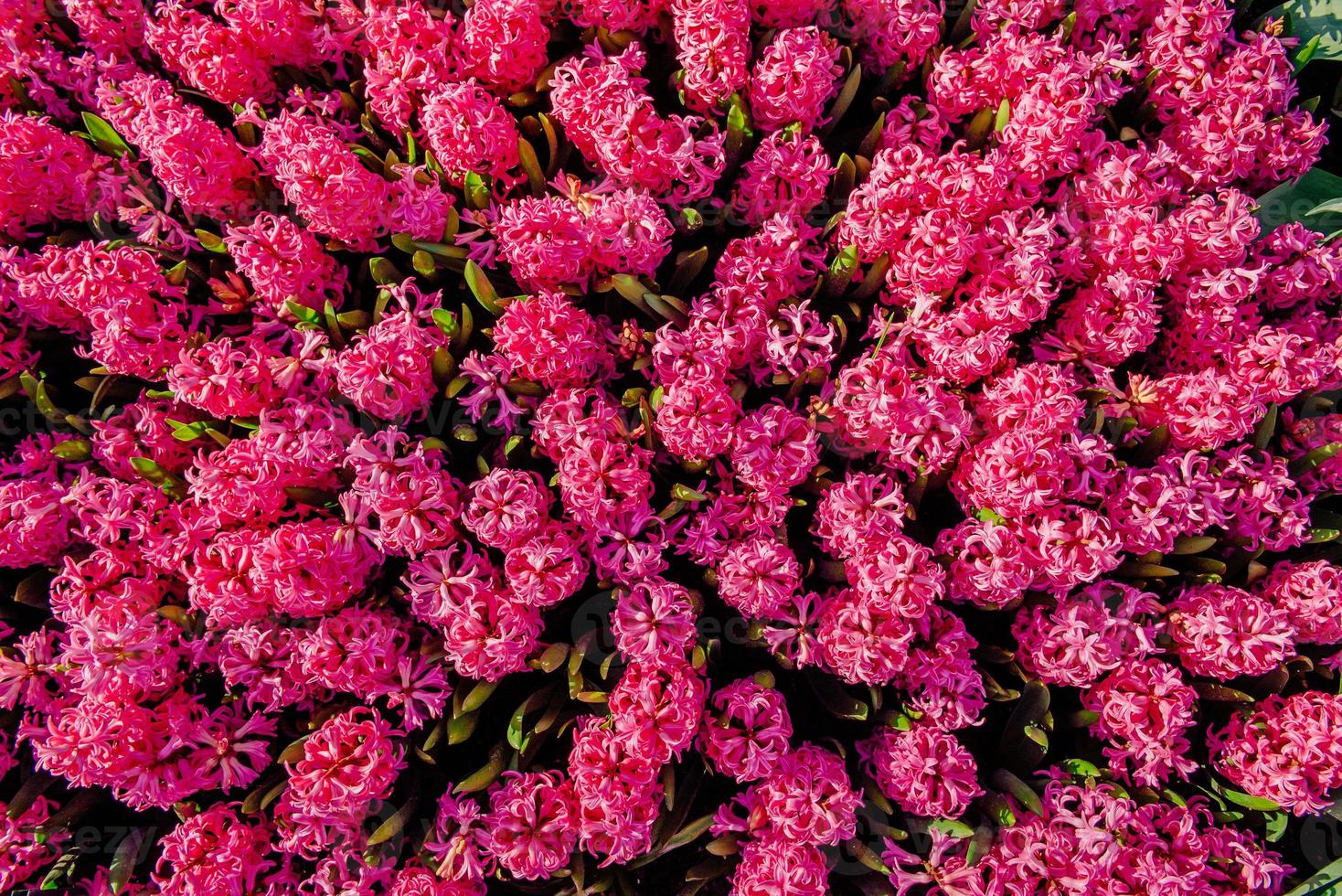 Flower flowerbeds in the park. photo