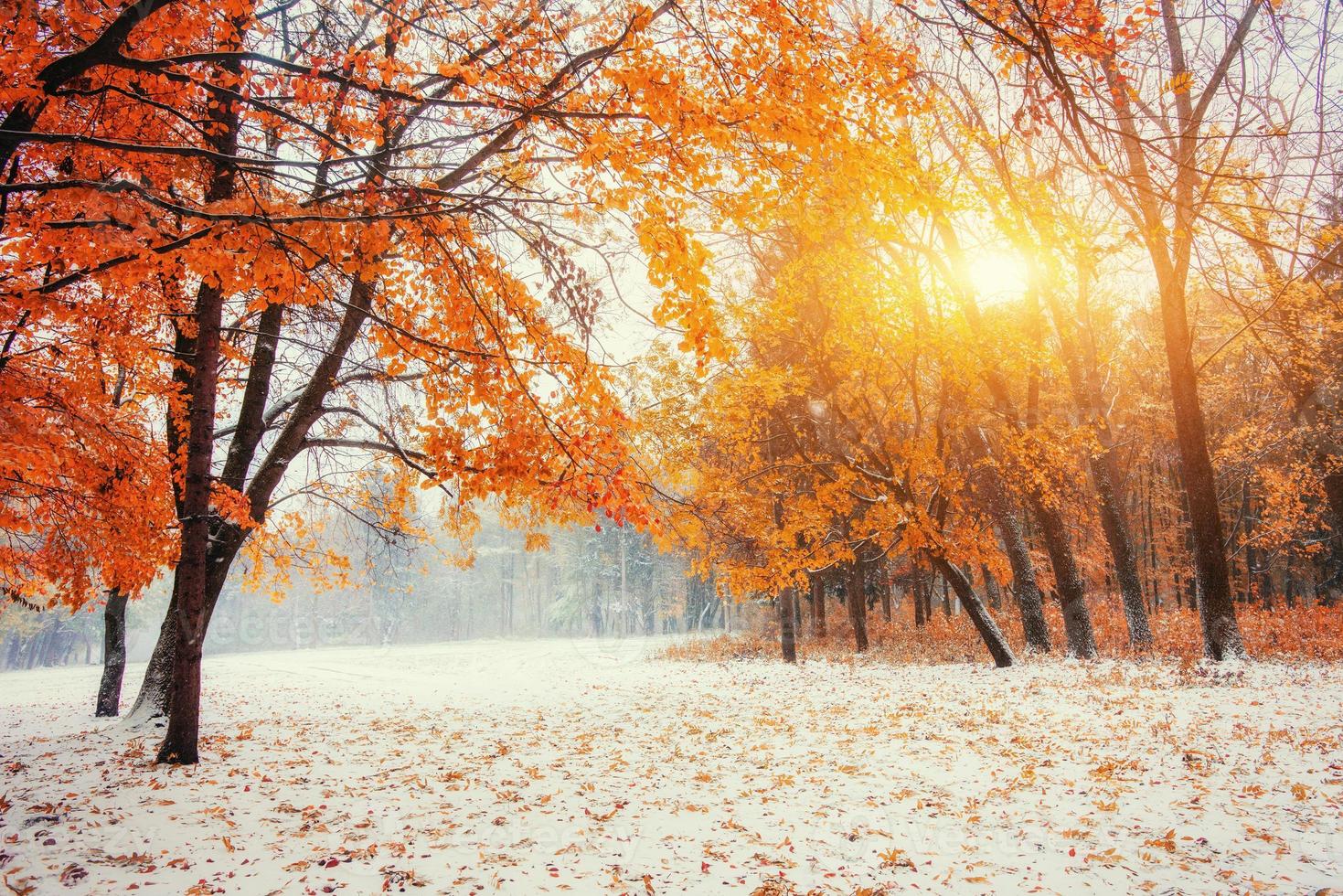 octubre bosque de hayas de montaña con primera nieve de invierno foto