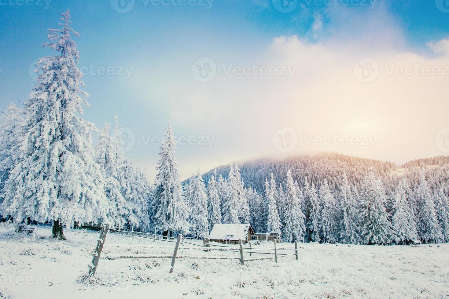 Winter landscape of snow-covered trees in  hoarfrost and c photo