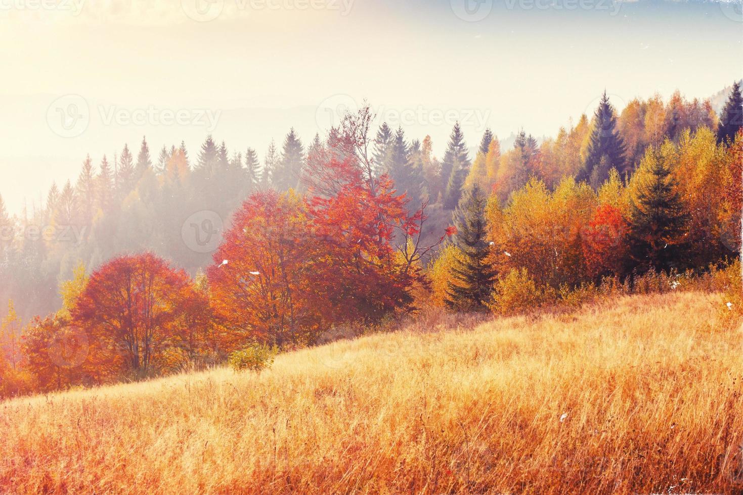 rock massif in the Carpathians. Retro style filter. Instagram to photo