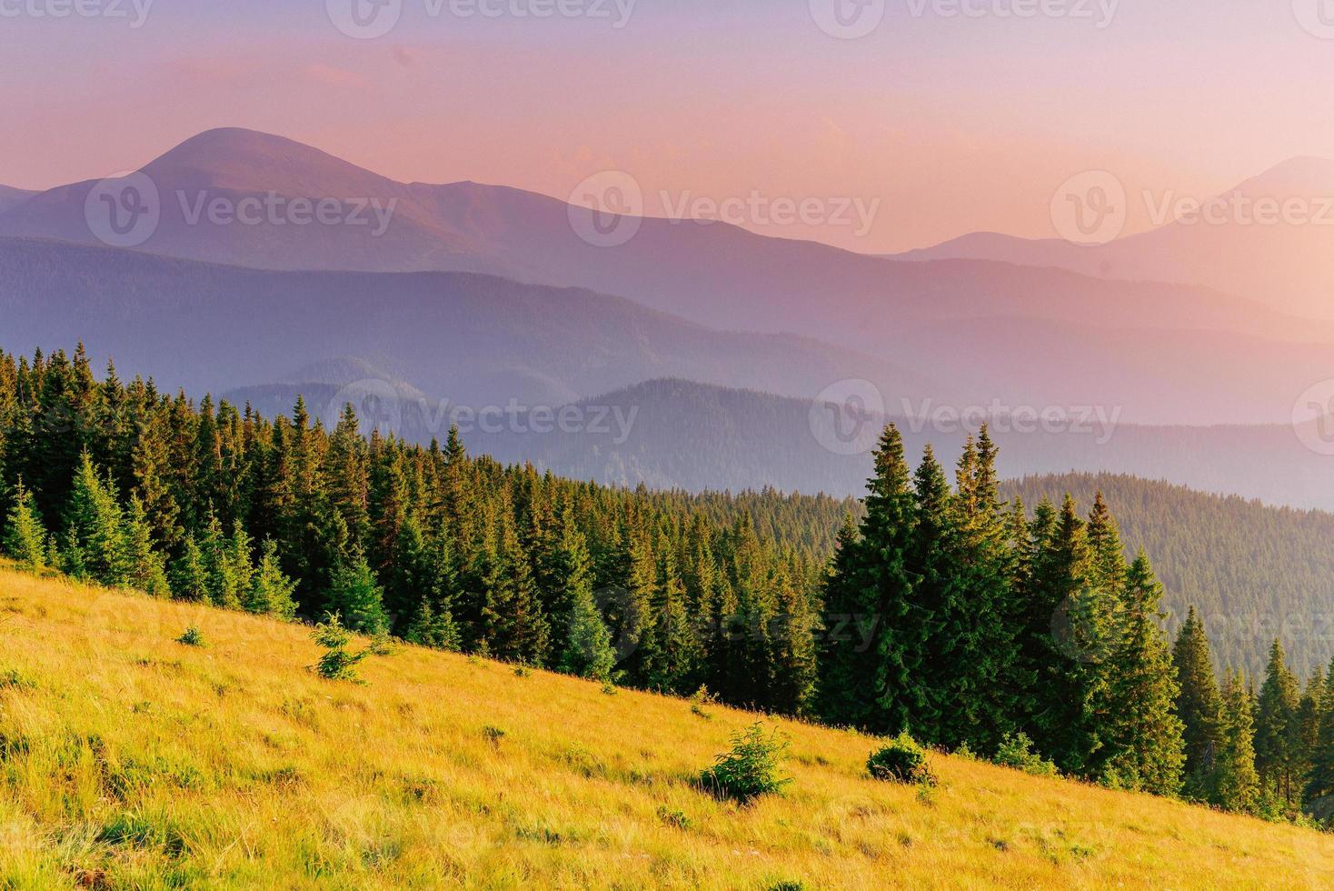 Pine tree forest photo