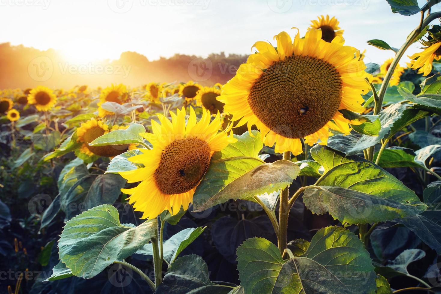 sunflowers through the rays of the sun photo