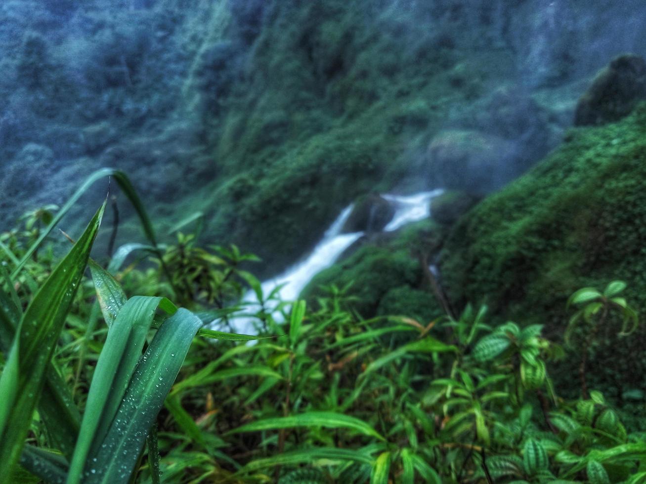 plants with blurred river background photo