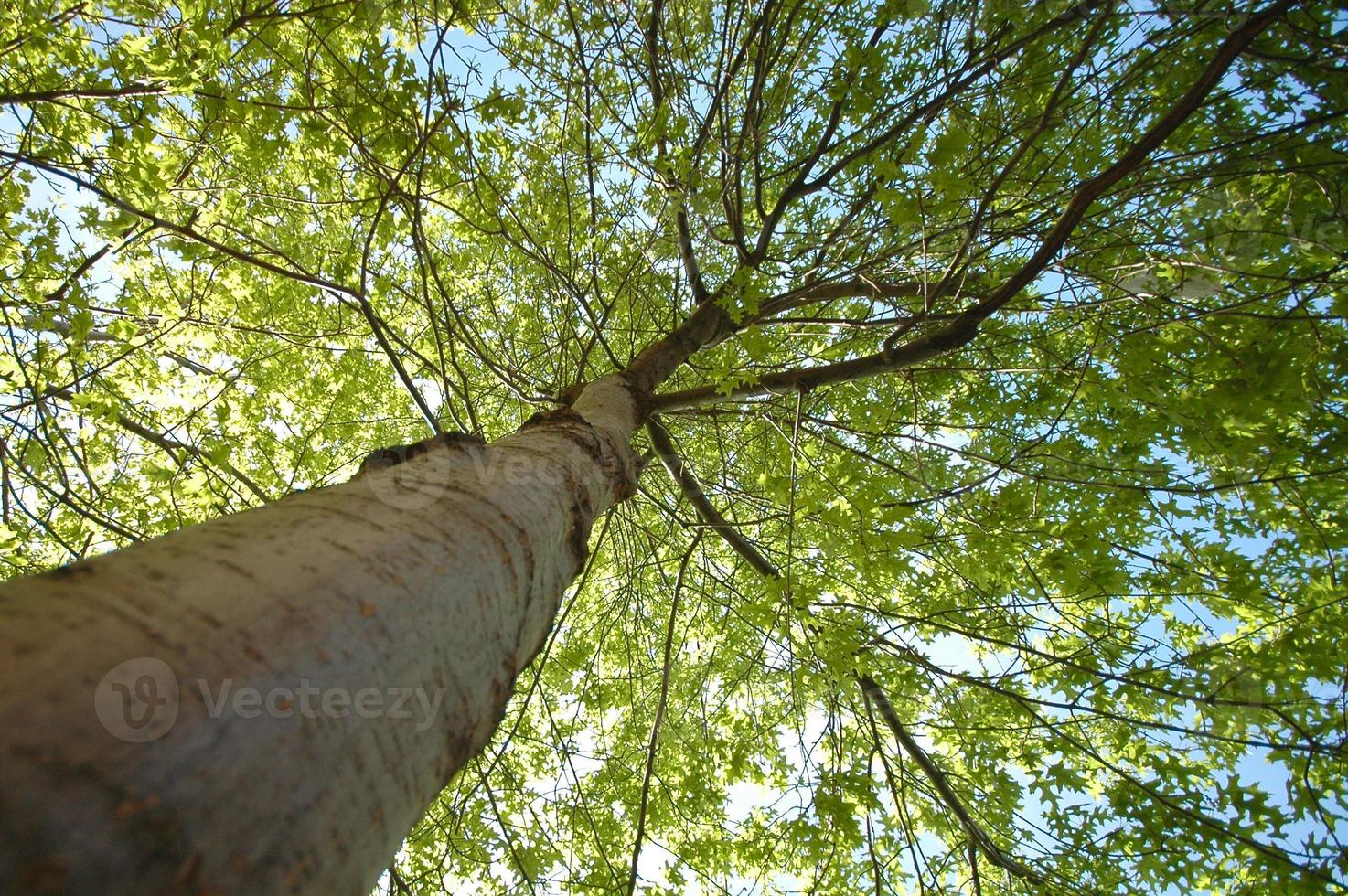 Lush green maple tree from below bottom tree perspective photo