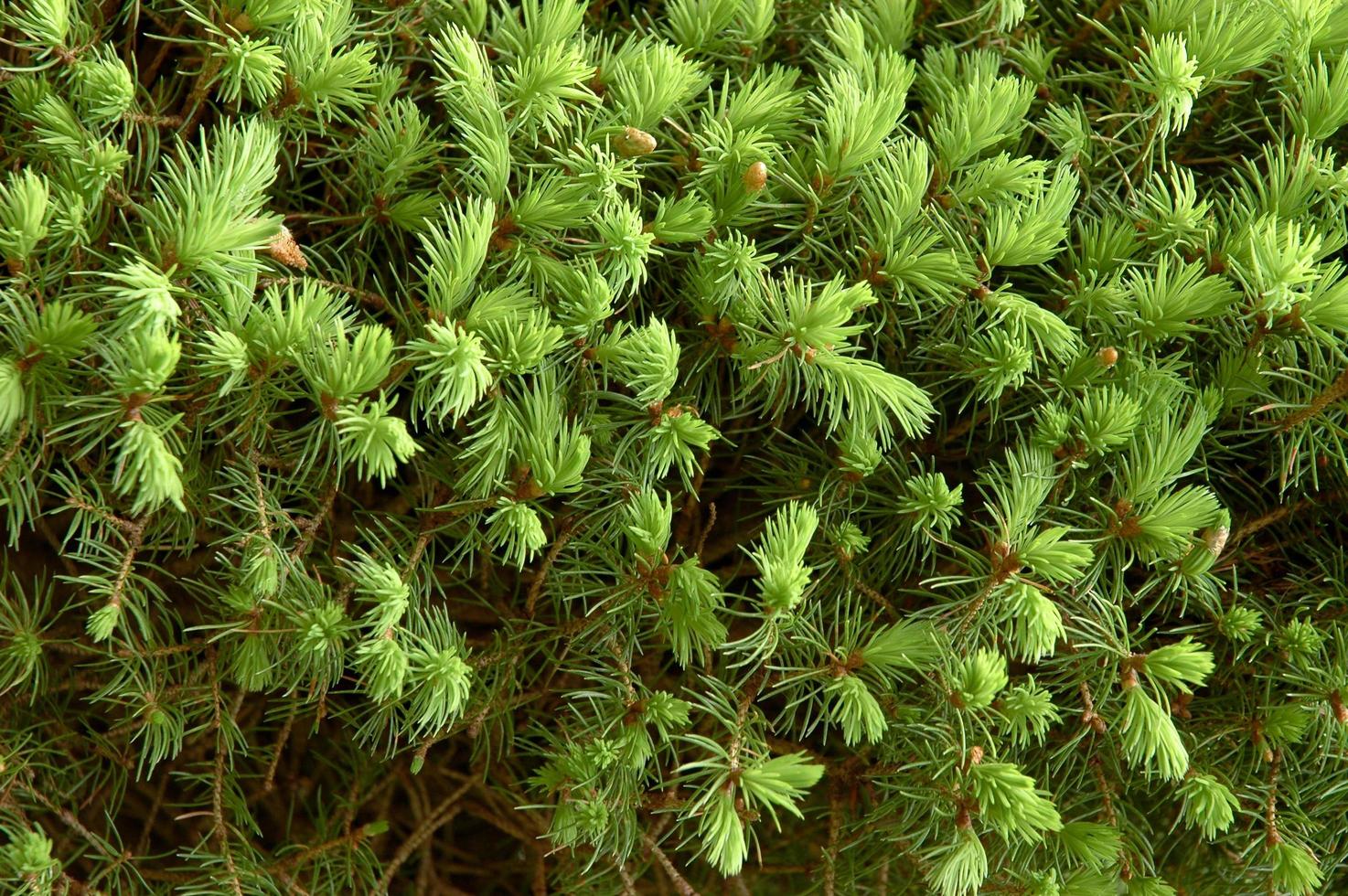 Background pattern of new buds are growing in Spring photo