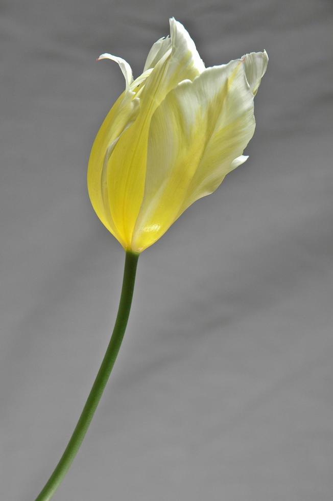 Single yellow tulip bud closeup photo