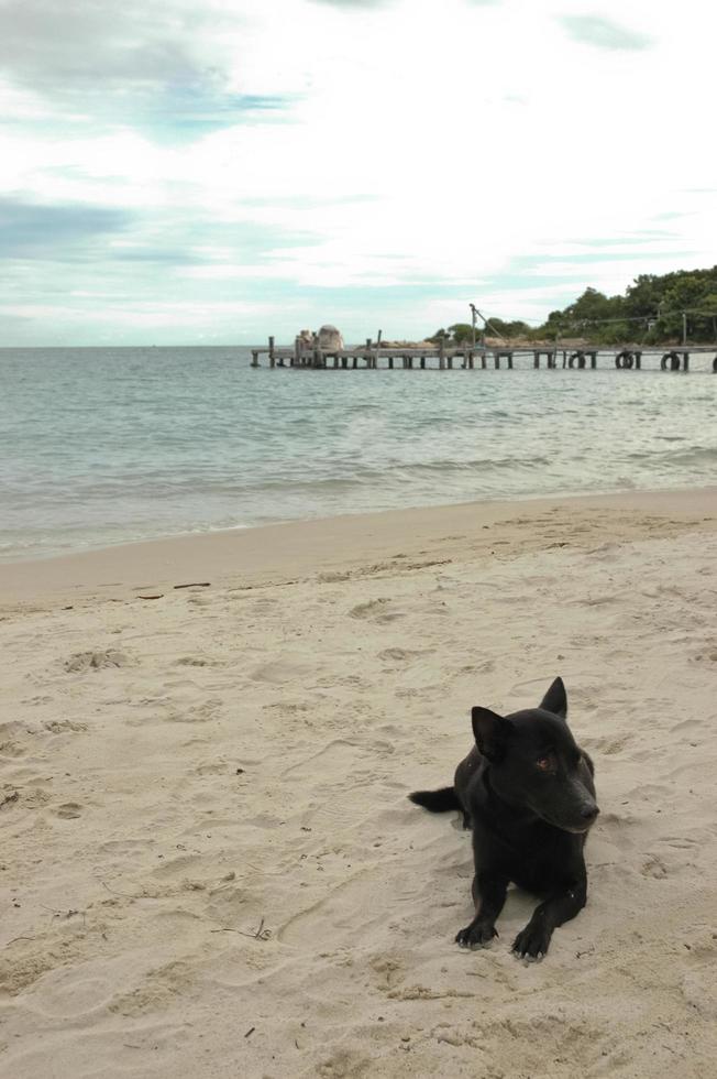 perro negro sentado en una cálida playa soleada foto