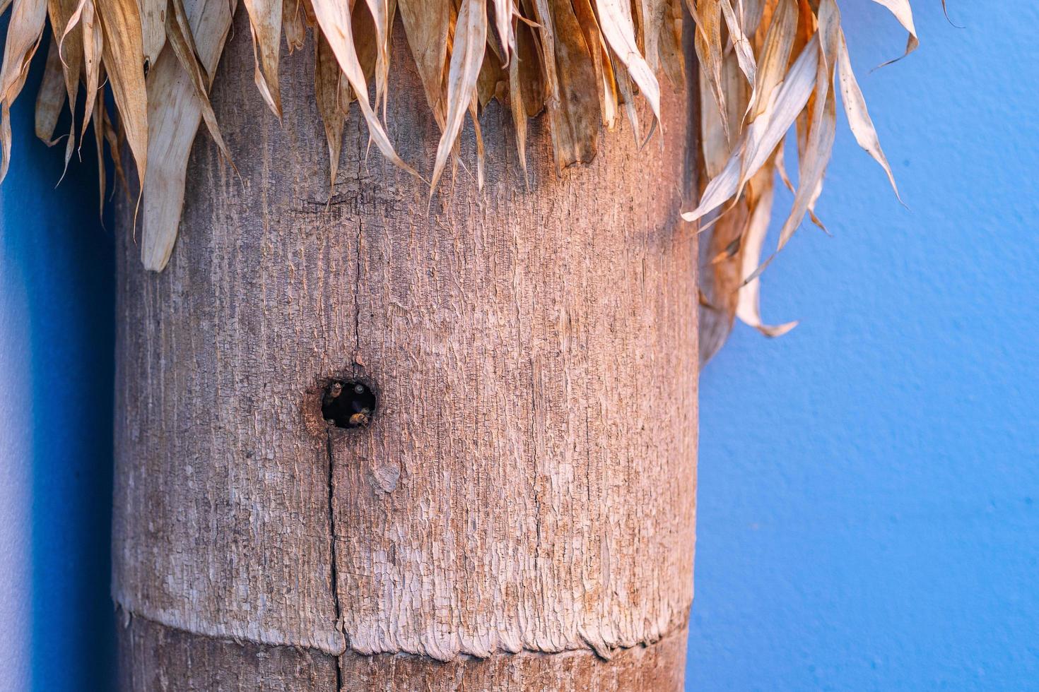 Close-up of old wood with a hole in the middle for bee entrance photo