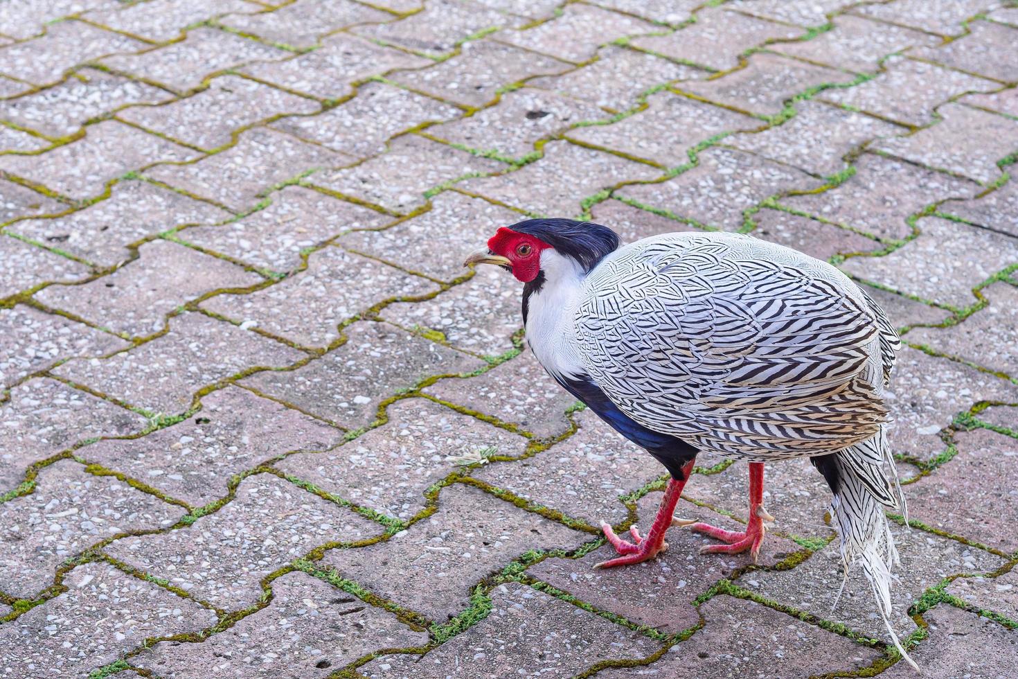 Beautiful pheasant standing in the garden photo