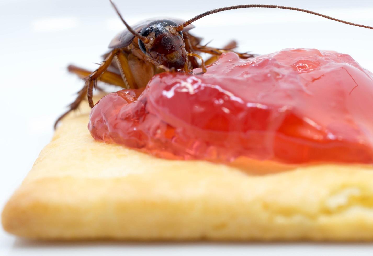 Close up cockroach on the whole wheat bread with jam. Cockroaches are carriers of the disease. photo