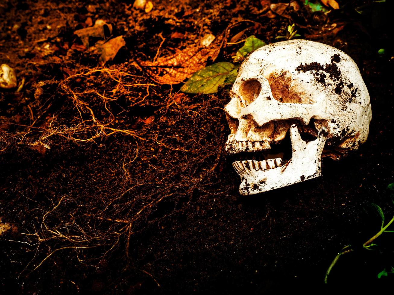 Beside of human skull buried in the soil.The skull has dirt attached to the skull.concept of death and Halloween photo