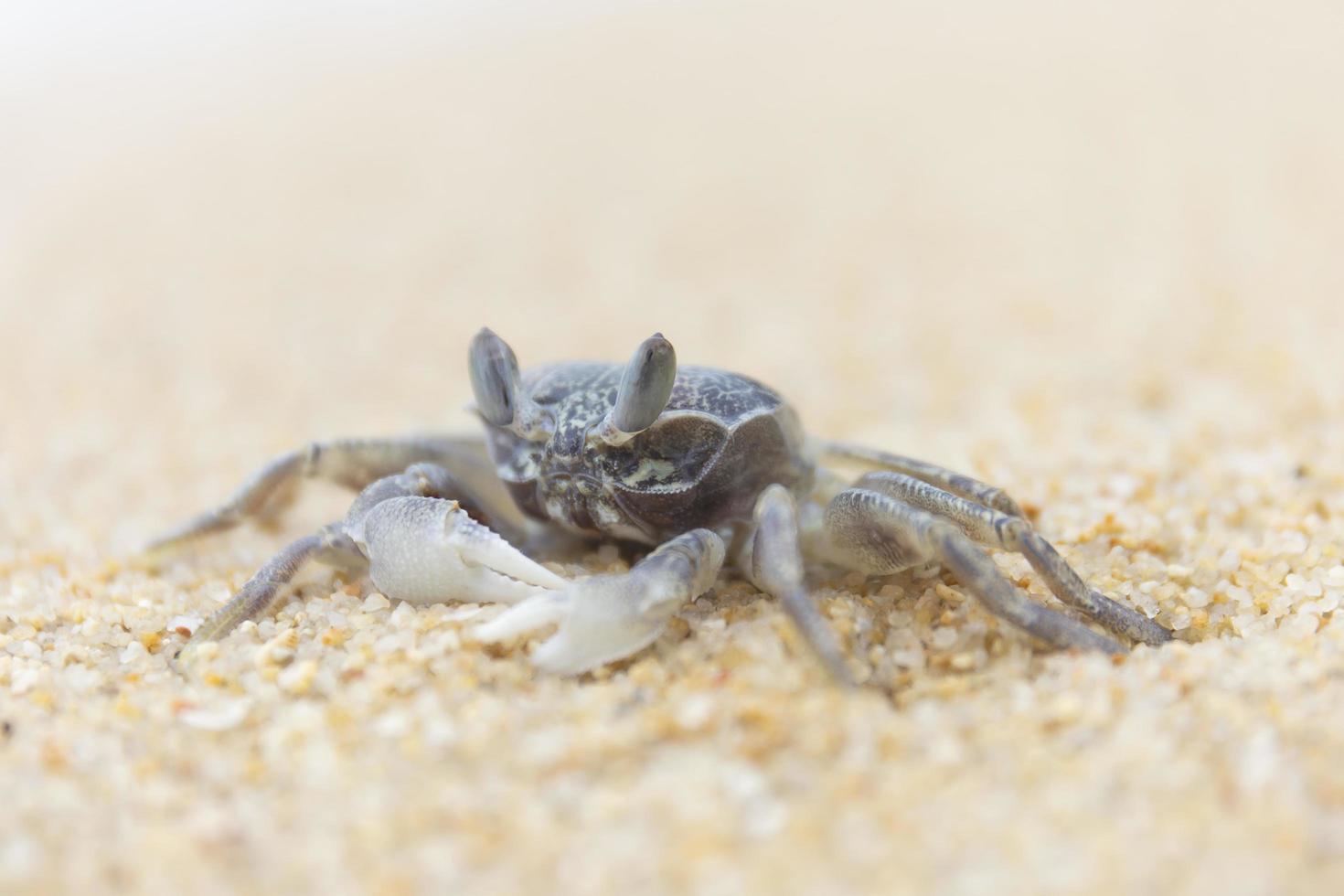 Crab on the sand by the sea. photo