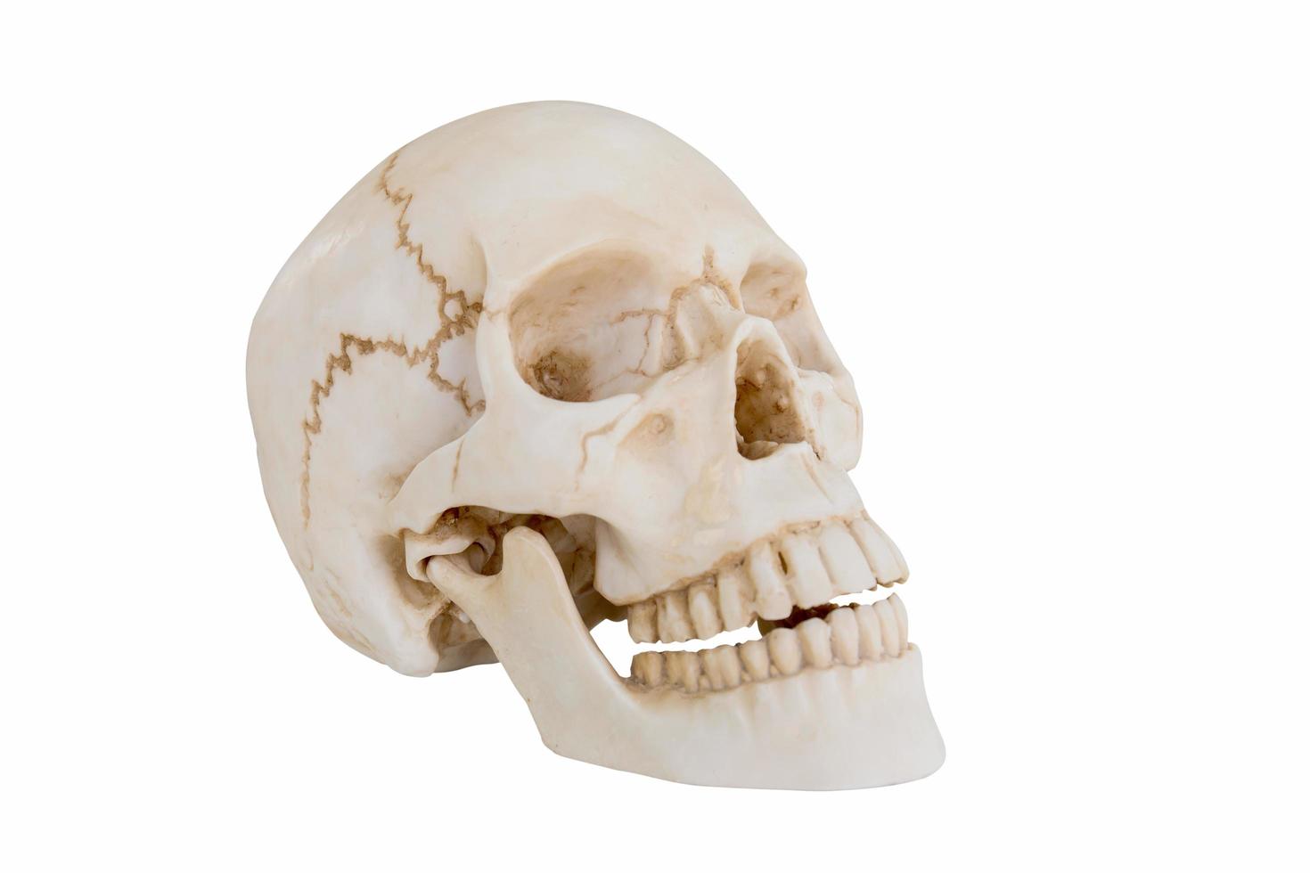 Human skull  isolated on white background. photo