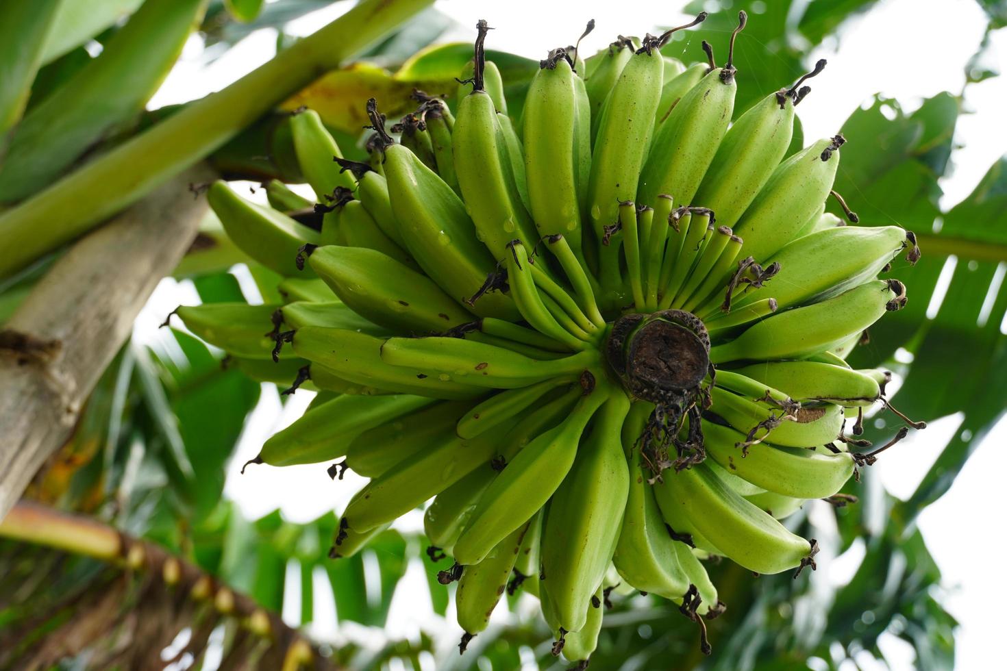 banana tree in the park photo