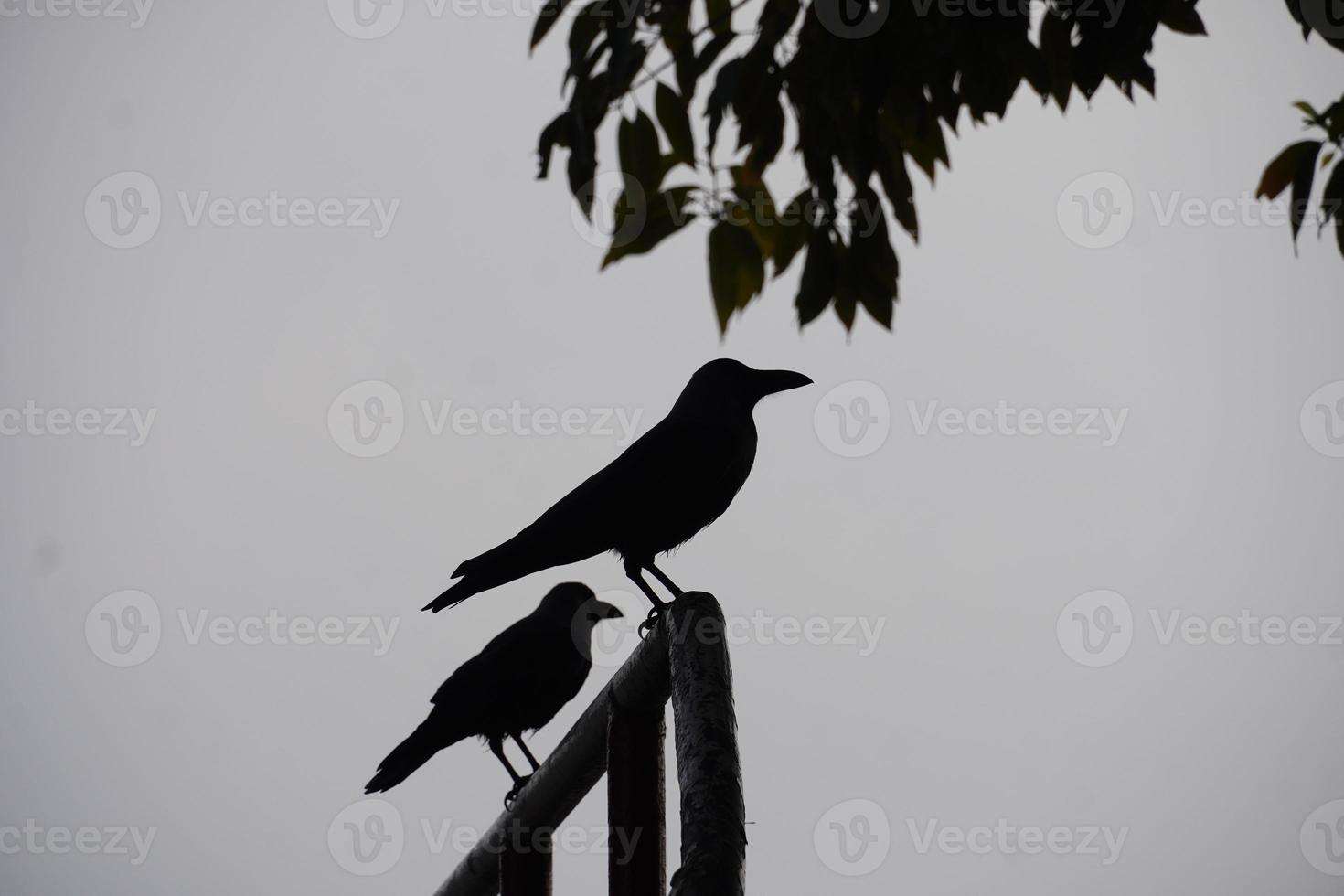 a crow on a tree photo