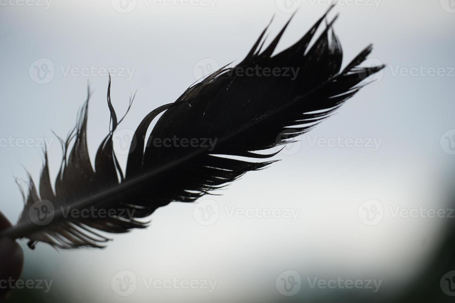 Closeup of peacock feather. Peafowl feather. Abstract background. photo