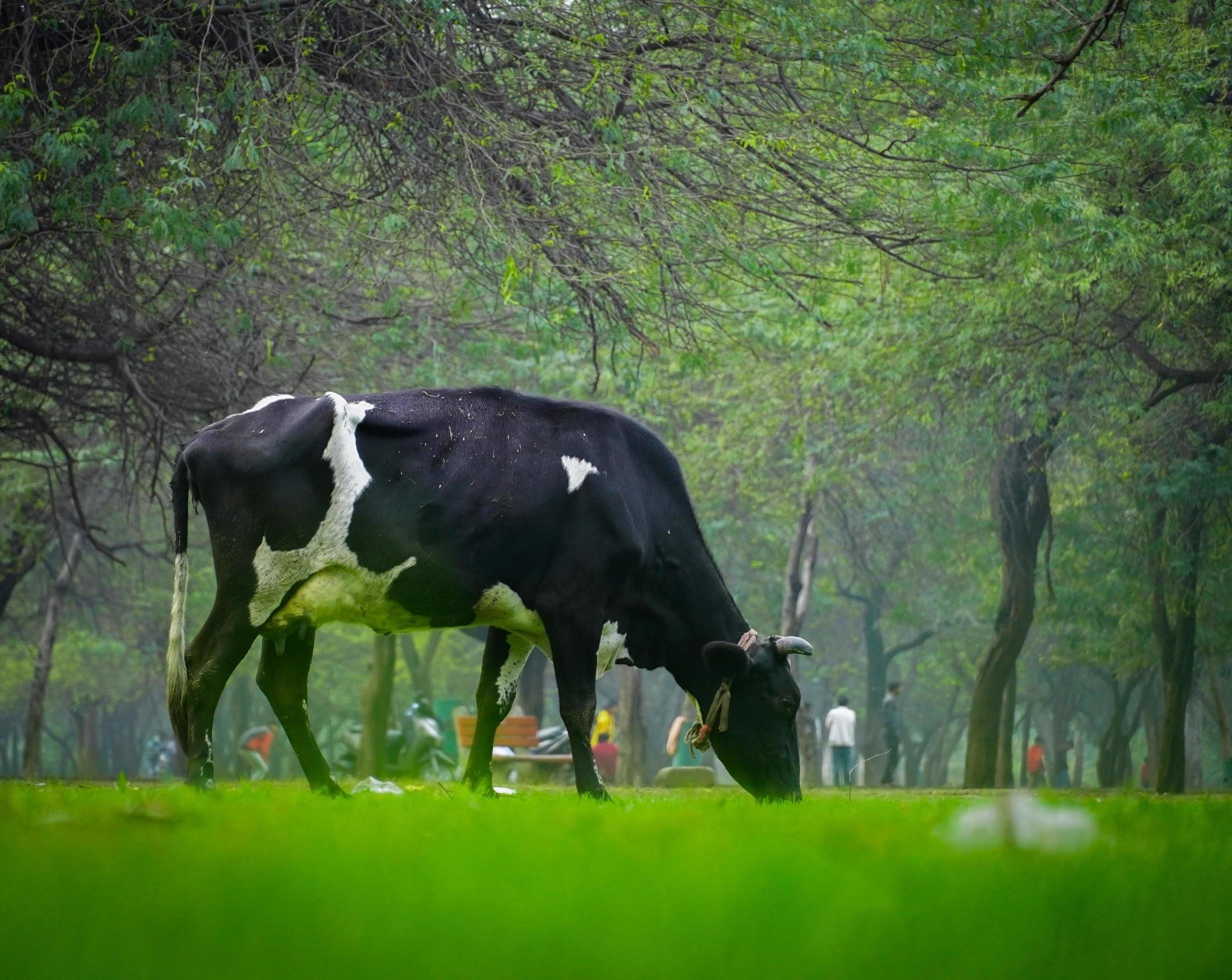 cow eating green grass in farm 6784066 Stock Photo at Vecteezy