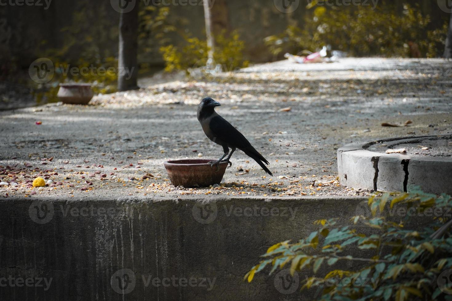 Thirsty crow drinking water image outdoor photo