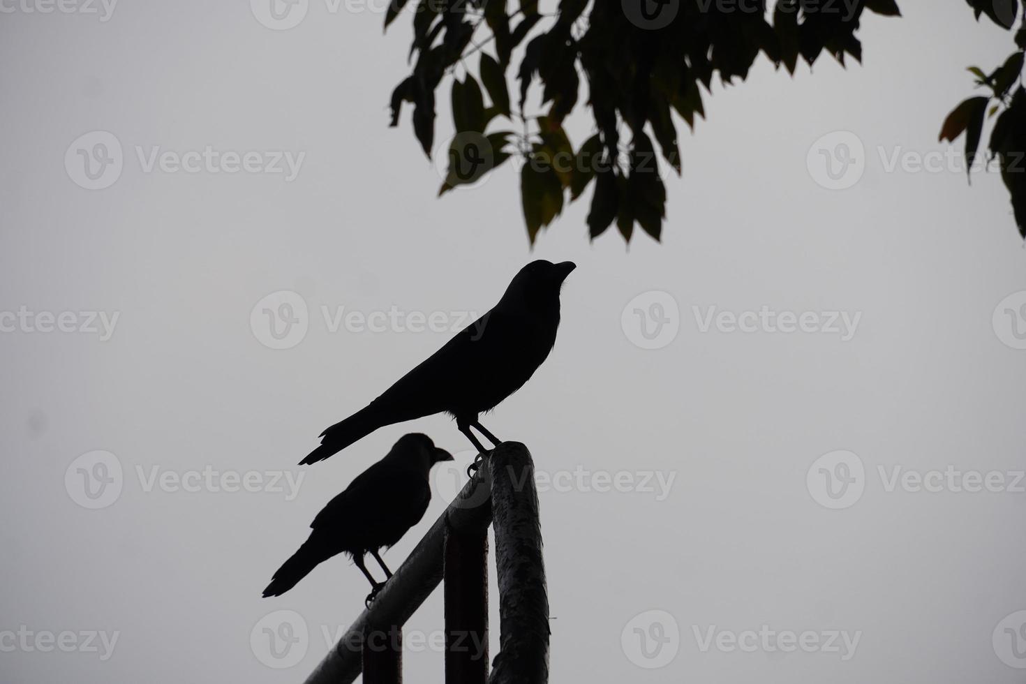 a crow on a tree photo