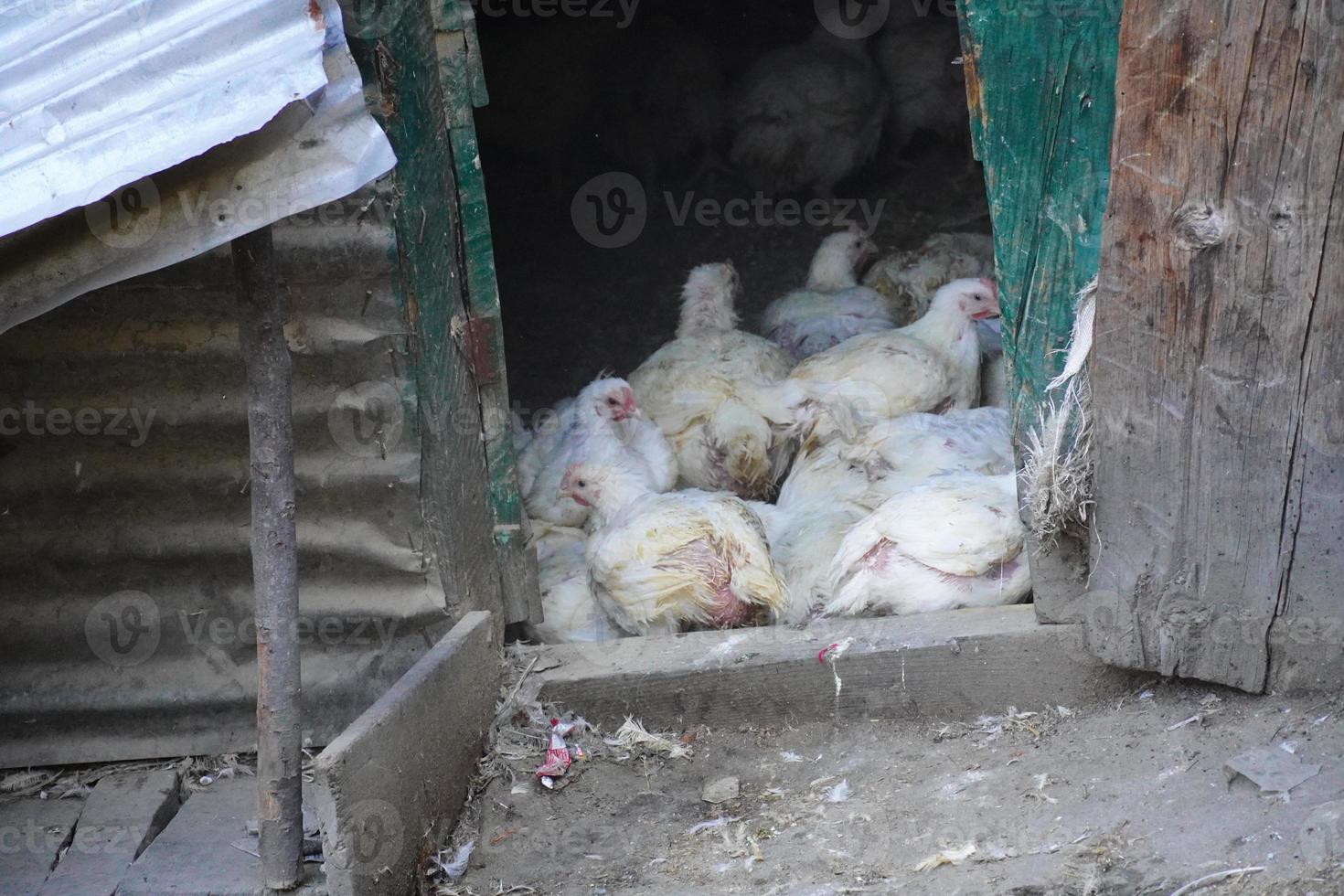 group of white chicken image in home photo