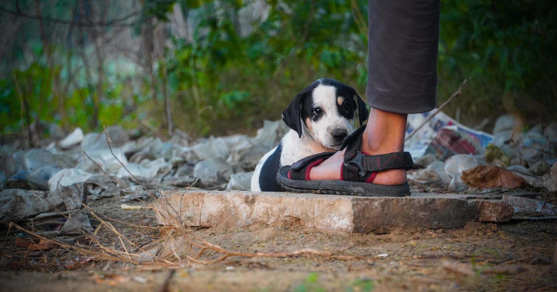 imágenes de perros asustados de personas desconocidas imágenes de perros callejeros indios foto