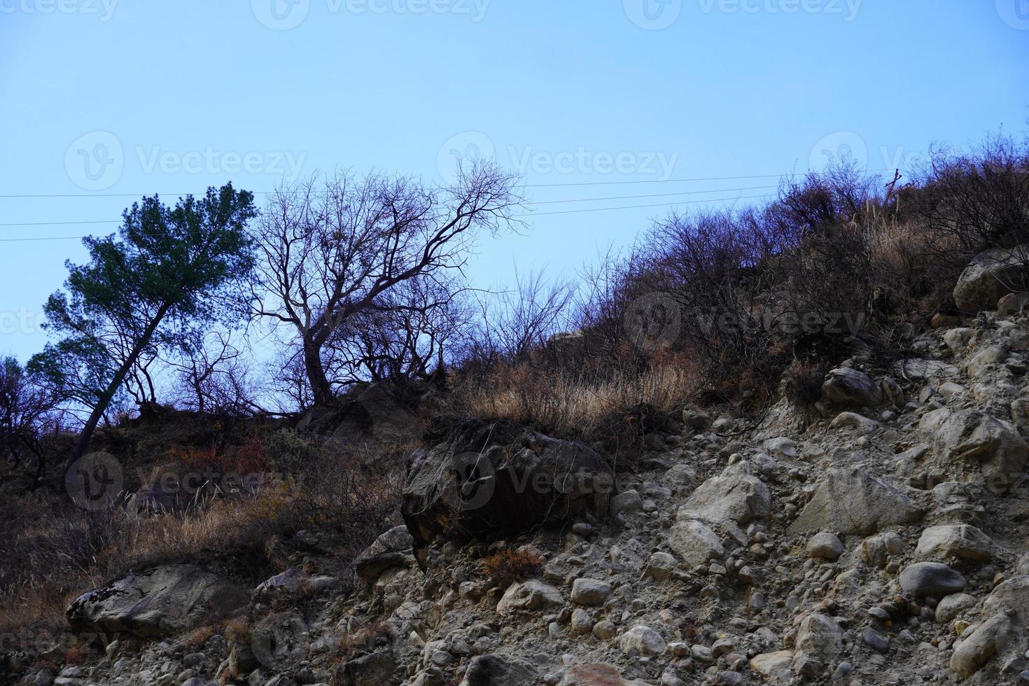 Image of a forest with blue sky and trees landscape images photo