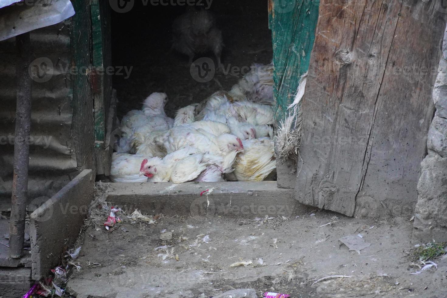 group of white chicken image in home photo