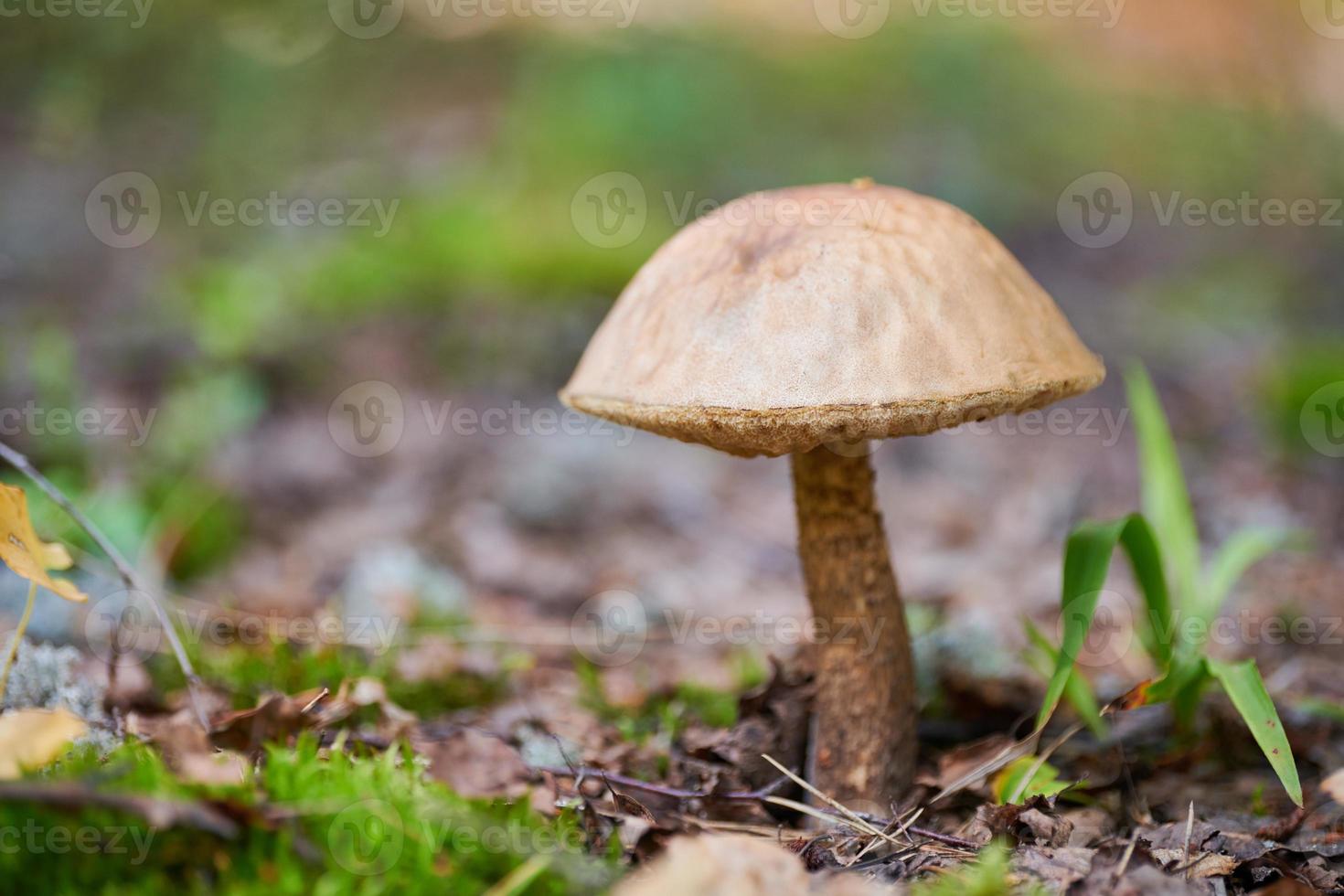 Leccinum versipelle mushroom. Orange birch bolete in autumn forest. Seasonal collection of edible mushrooms photo