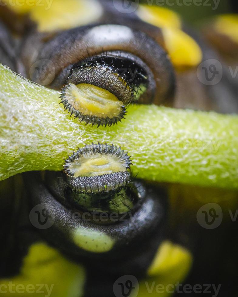 un par de patas propata de oruga de mariposa monarca en macro foto