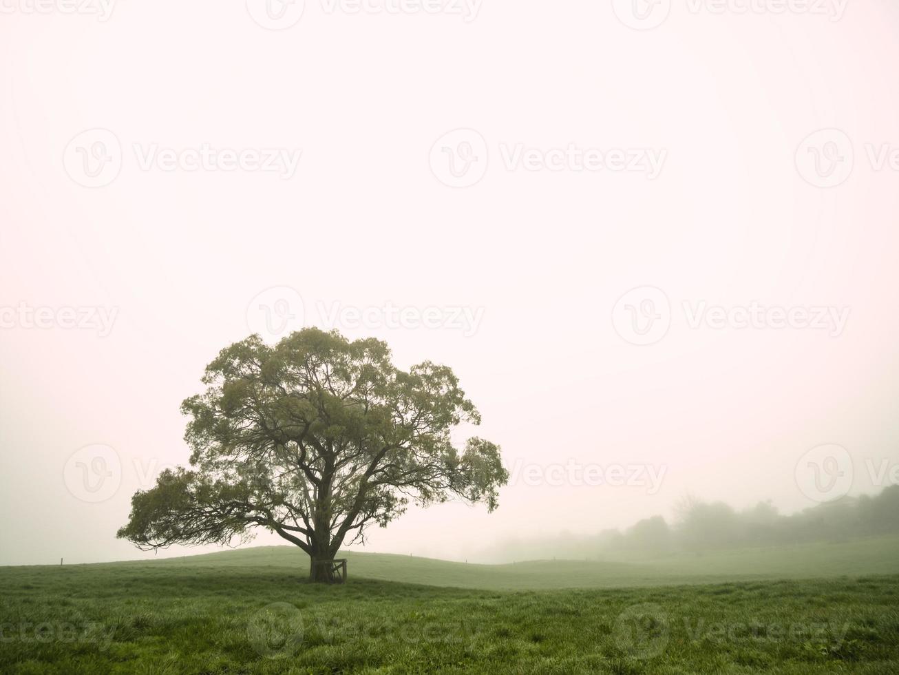 un solo árbol solitario en un campo de granja brumoso en la neblina y la niebla de la mañana foto