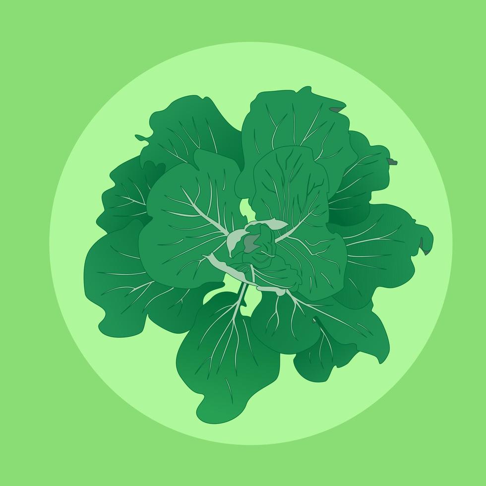 A young kidney of cabbage with large green leaves. Vegetarian food. vector