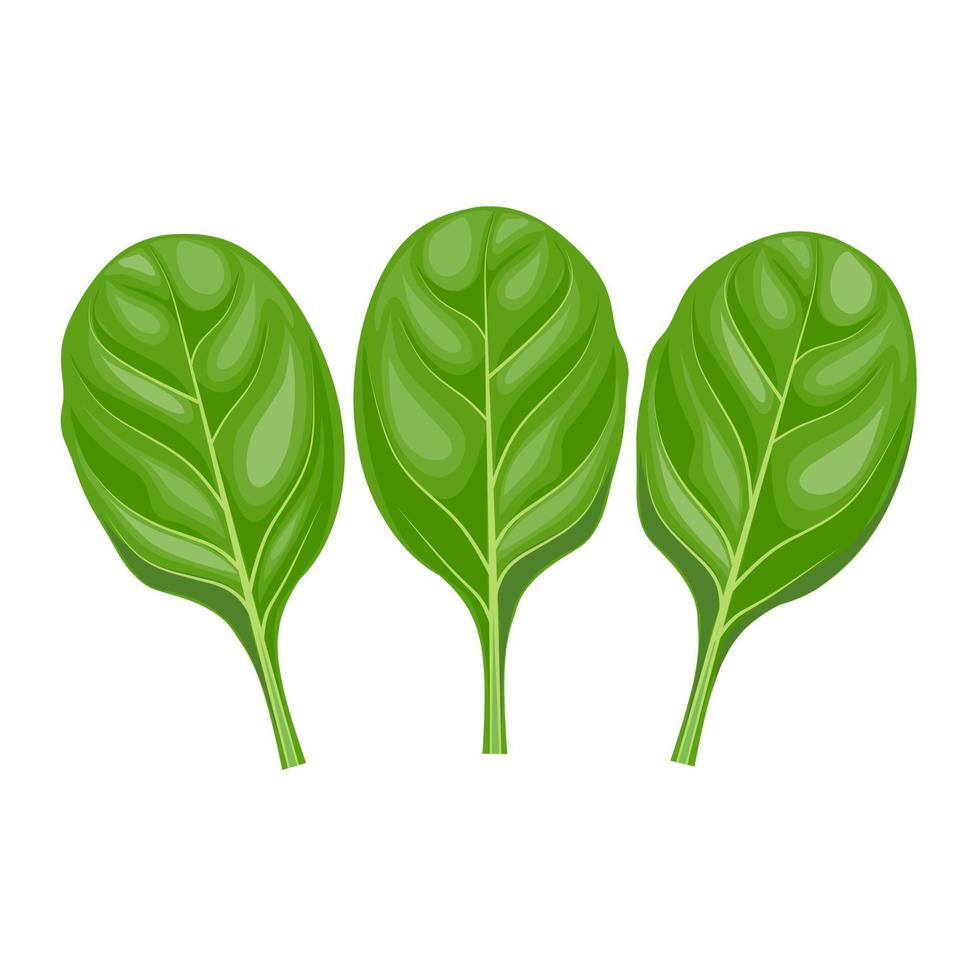 ilustración vectorial, hojas de espinacas frescas aisladas en fondo blanco, como pancarta, afiche o plantilla, día nacional de las espinacas. vector