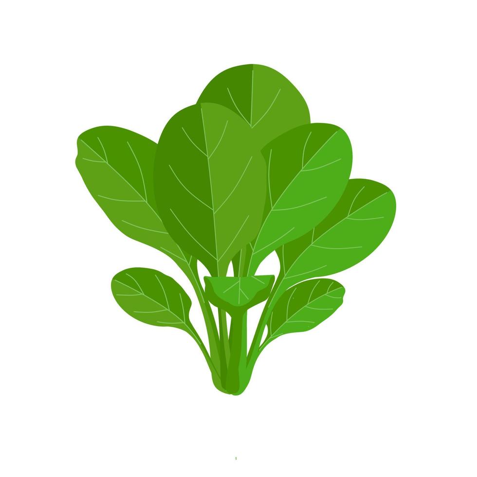 Vector illustration, fresh spinach leaves isolated on white background, as a banner, poster or template, national spinach day.