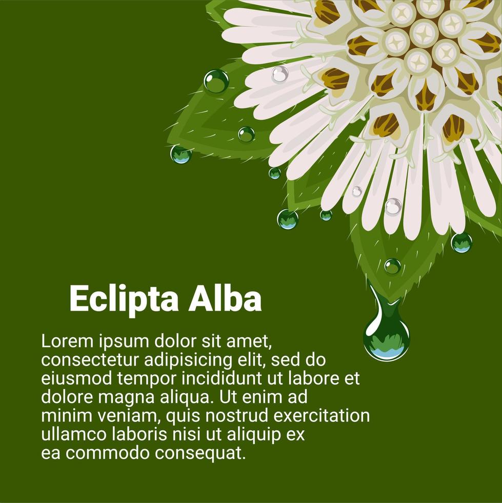 ilustración vectorial, eclipta alba, eclipta prostrata o bhringraj, también conocida como margarita falsa, con rocío matutino fresco, planta medicinal a base de hierbas eficaz en la medicina ayurvédica. vector