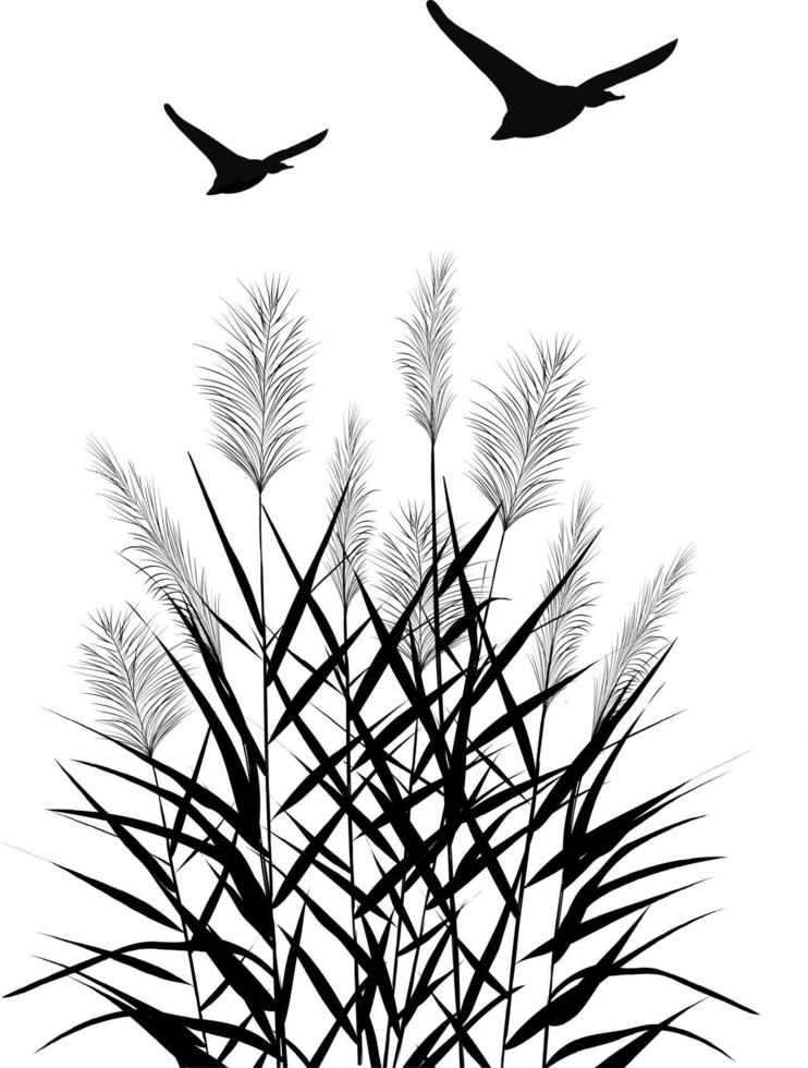 Black silhouette of reeds, sedge,  stone,cane, bulrush, or grass on a white background.Vector illustration. vector