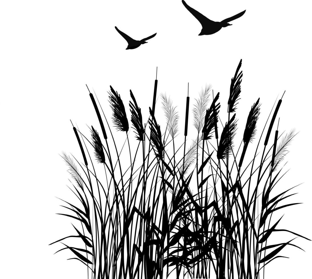 Black silhouette of reeds, sedge,  stone,cane, bulrush, or grass on a white background.Vector illustration. vector