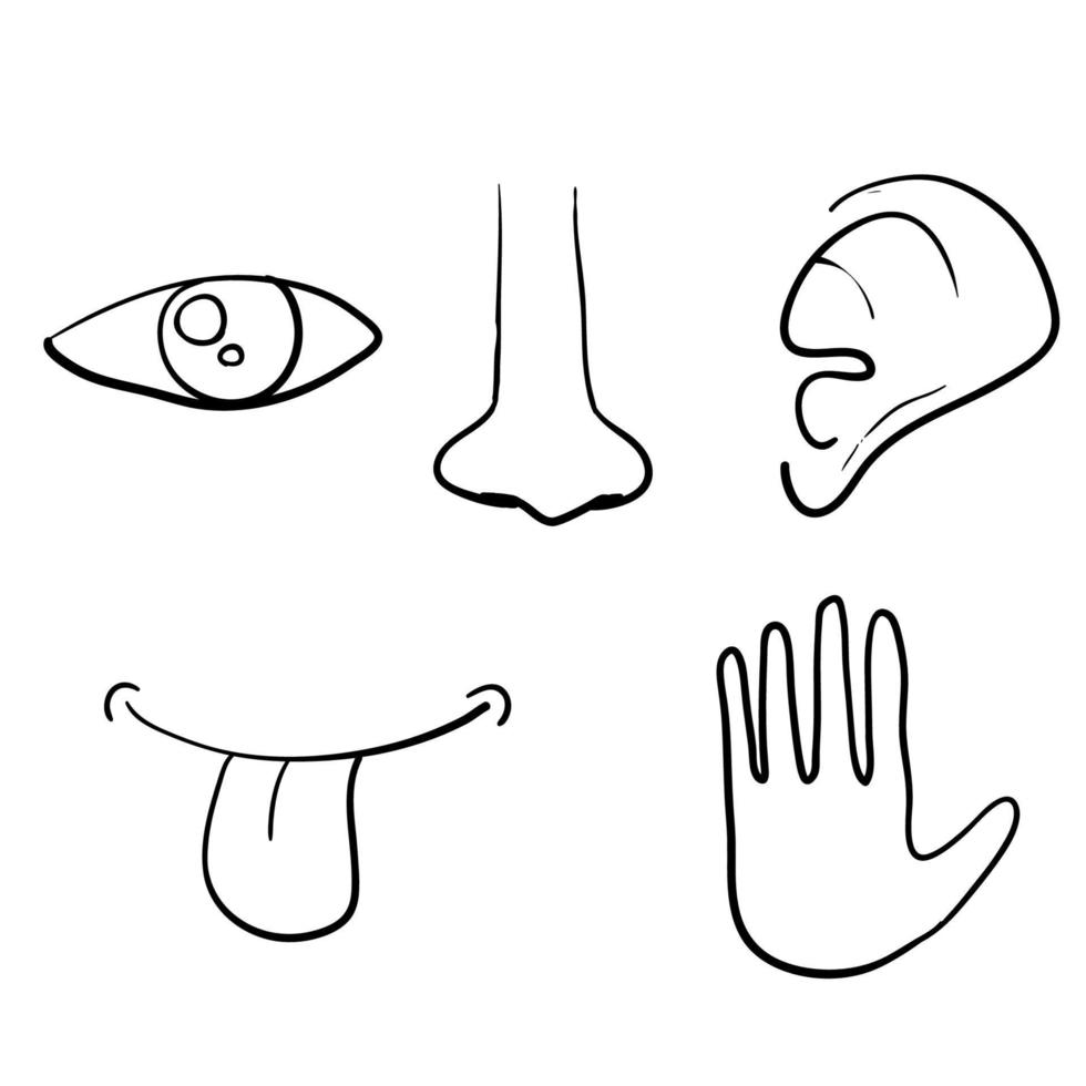 conjunto de iconos de cinco sentidos humanos es ojo, nariz, oído, mano,  boca con lengua. con vector de estilo garabato dibujado a mano 6787362  Vector en Vecteezy