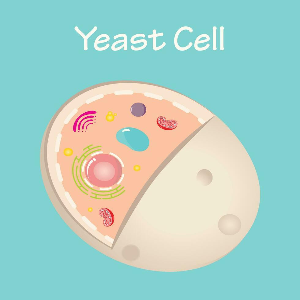 Diagram of a yeast cell vector