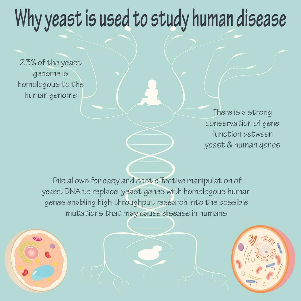 Yeast as a Model Organism vector