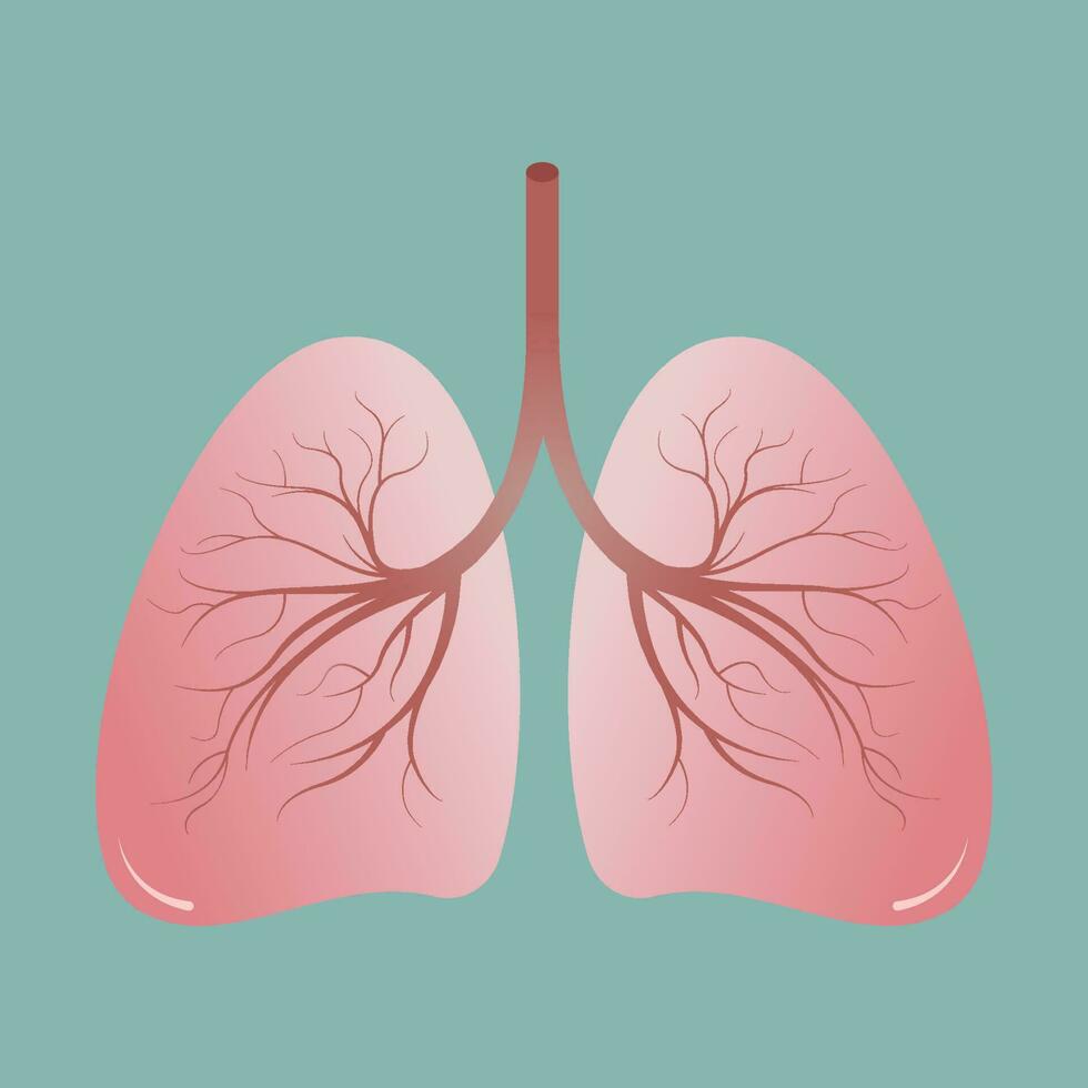 Illustration of the human lungs vector