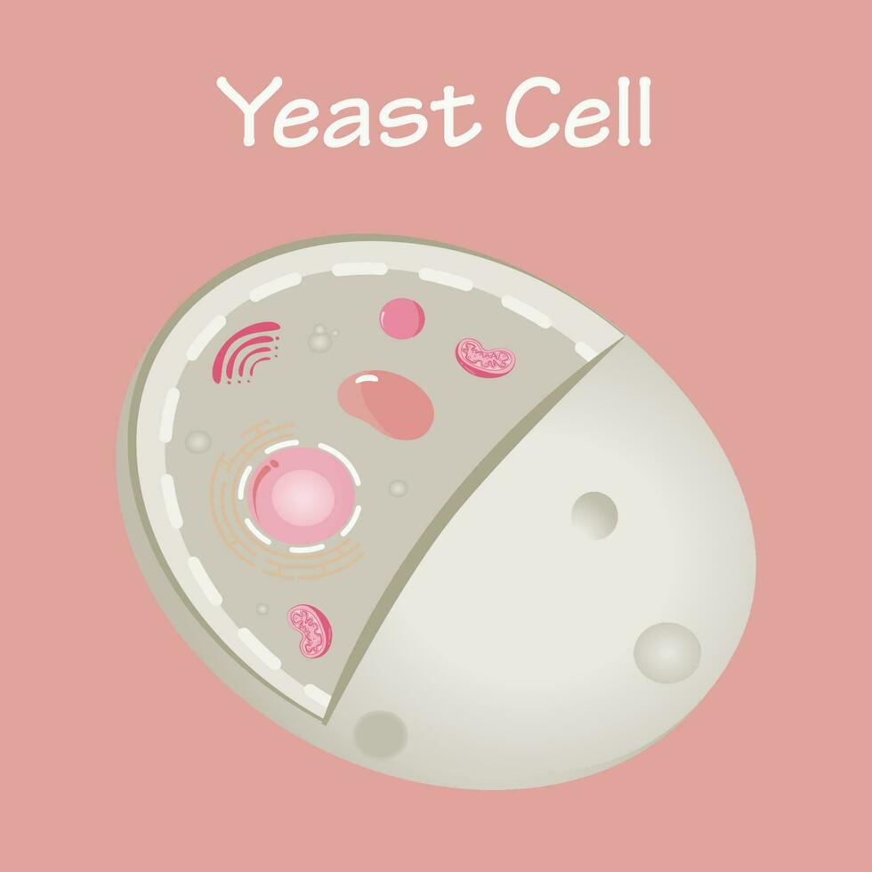 Diagram of a yeast cell vector