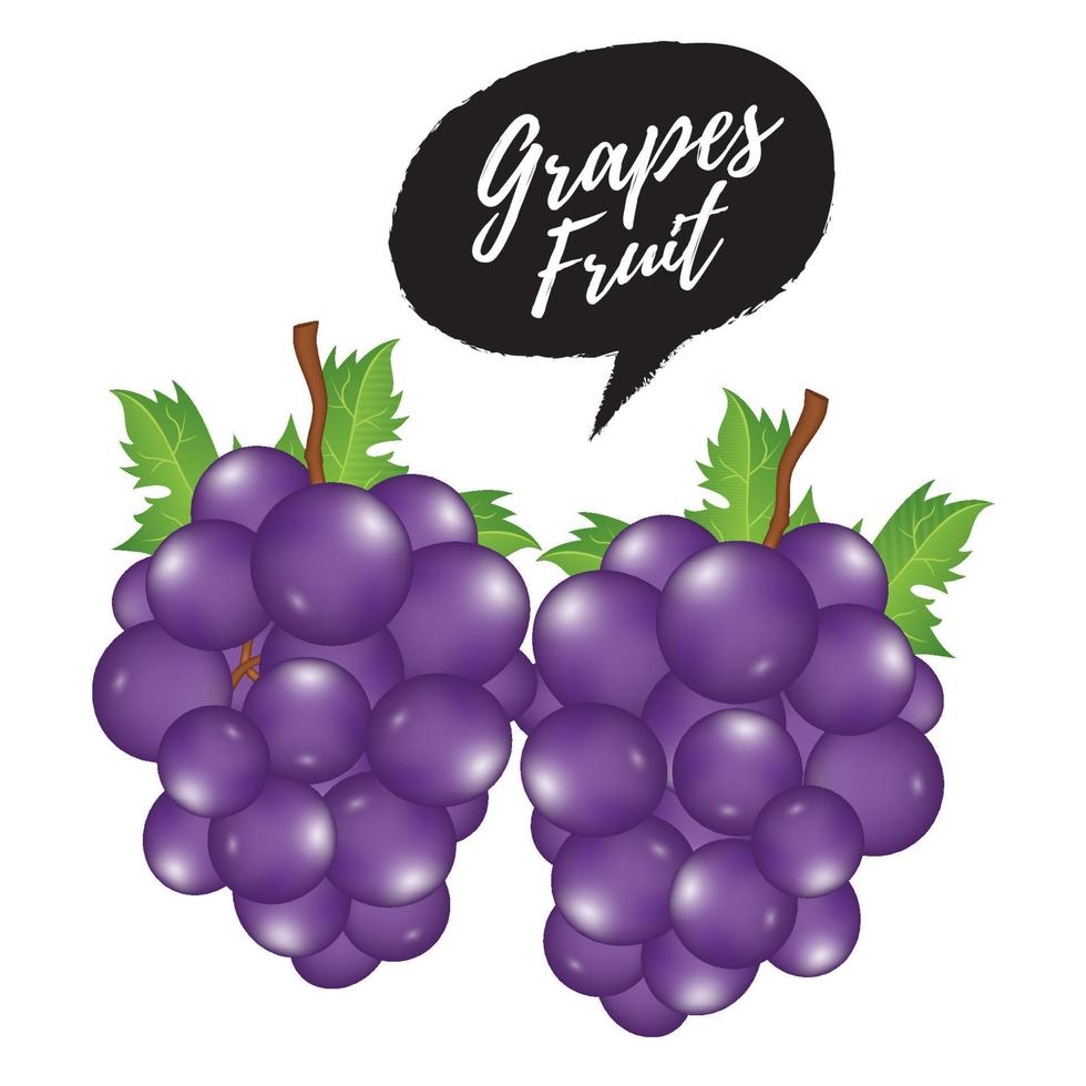 Purple grape fruit illustration vector