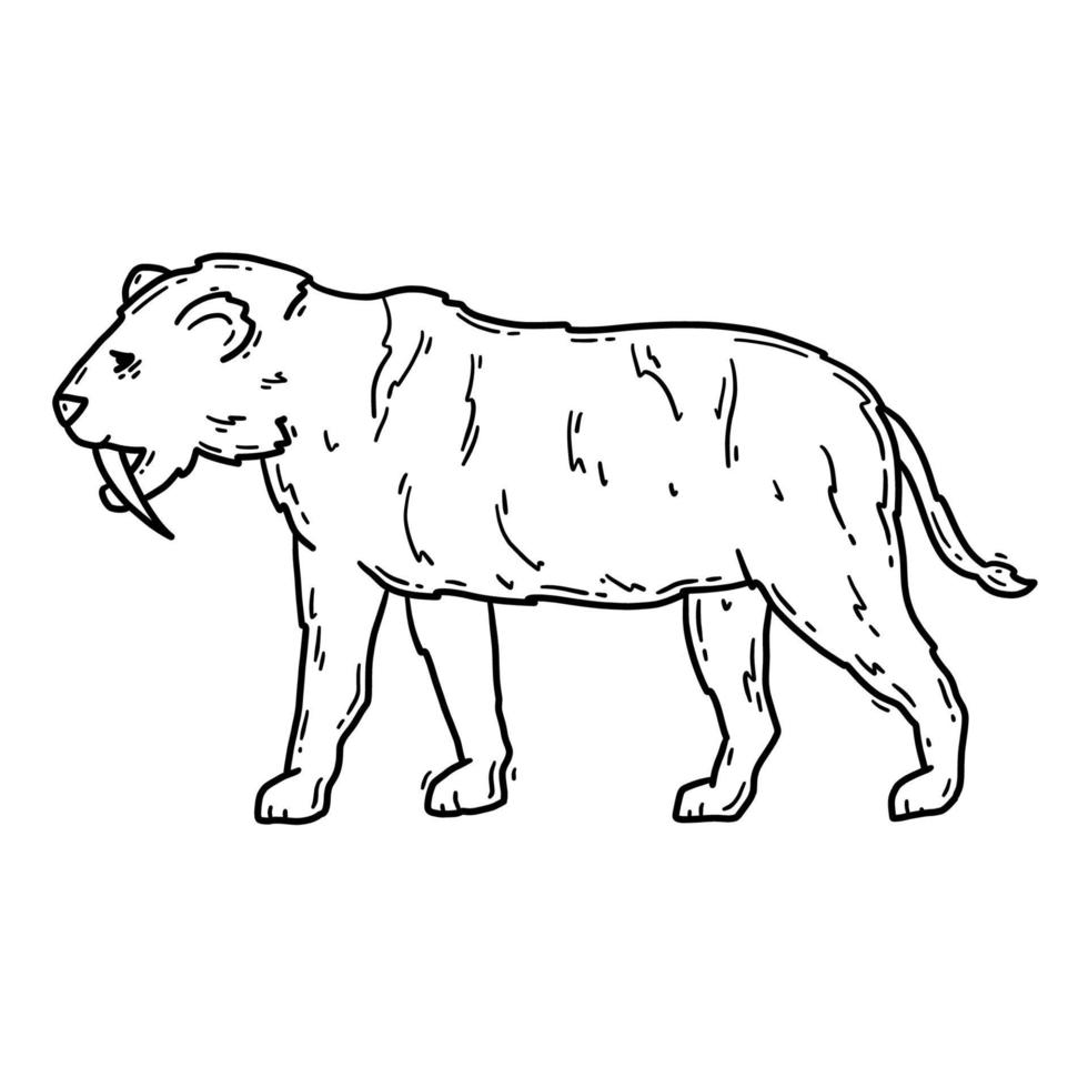 tigre dientes de sable machairodontinae animal prehistórico, gato smilodon en la ilustración lineal del vector de la edad de piedra en el estilo de boceto de garabato.