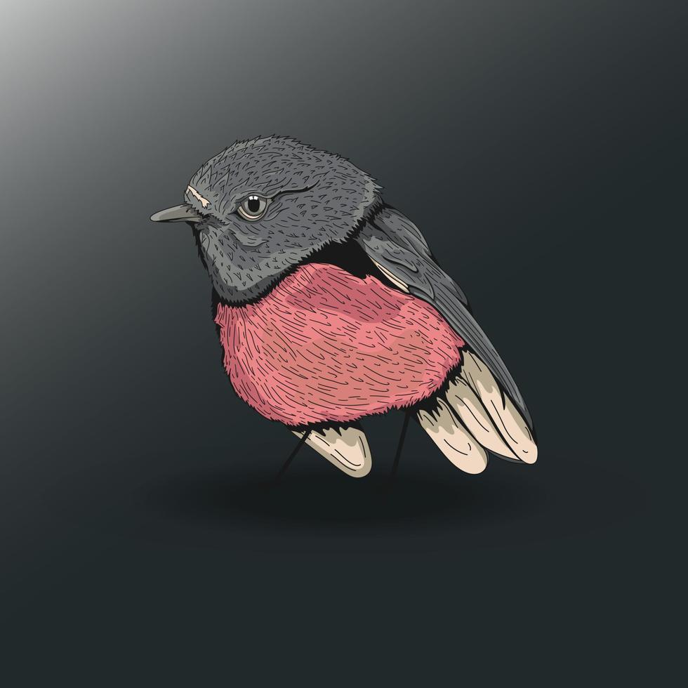 Illustration of Pink Robin vector