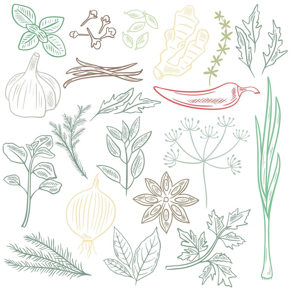 Herbs spices and herbs vector set