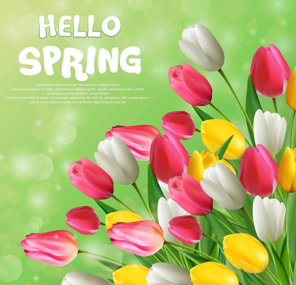Vector illustration of Hello spring with tulip flowers