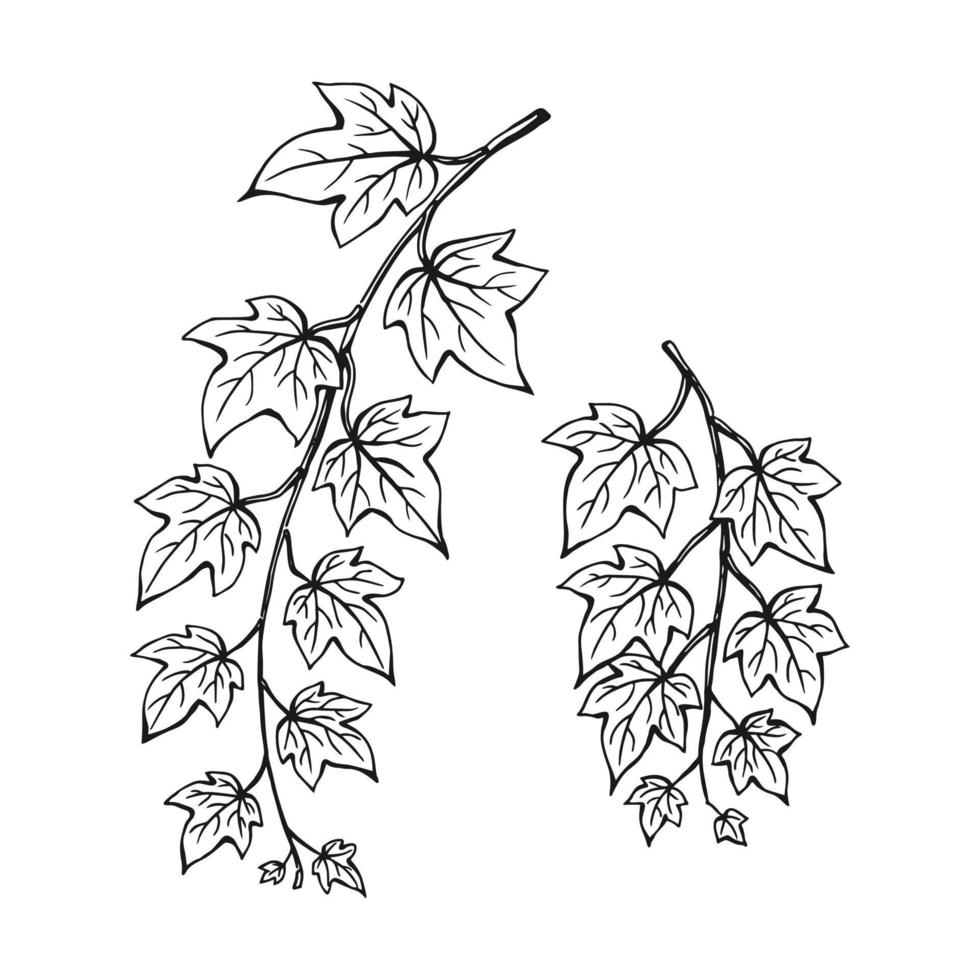 Set of ivy branch. Hand drawn illustration converted to vector. vector