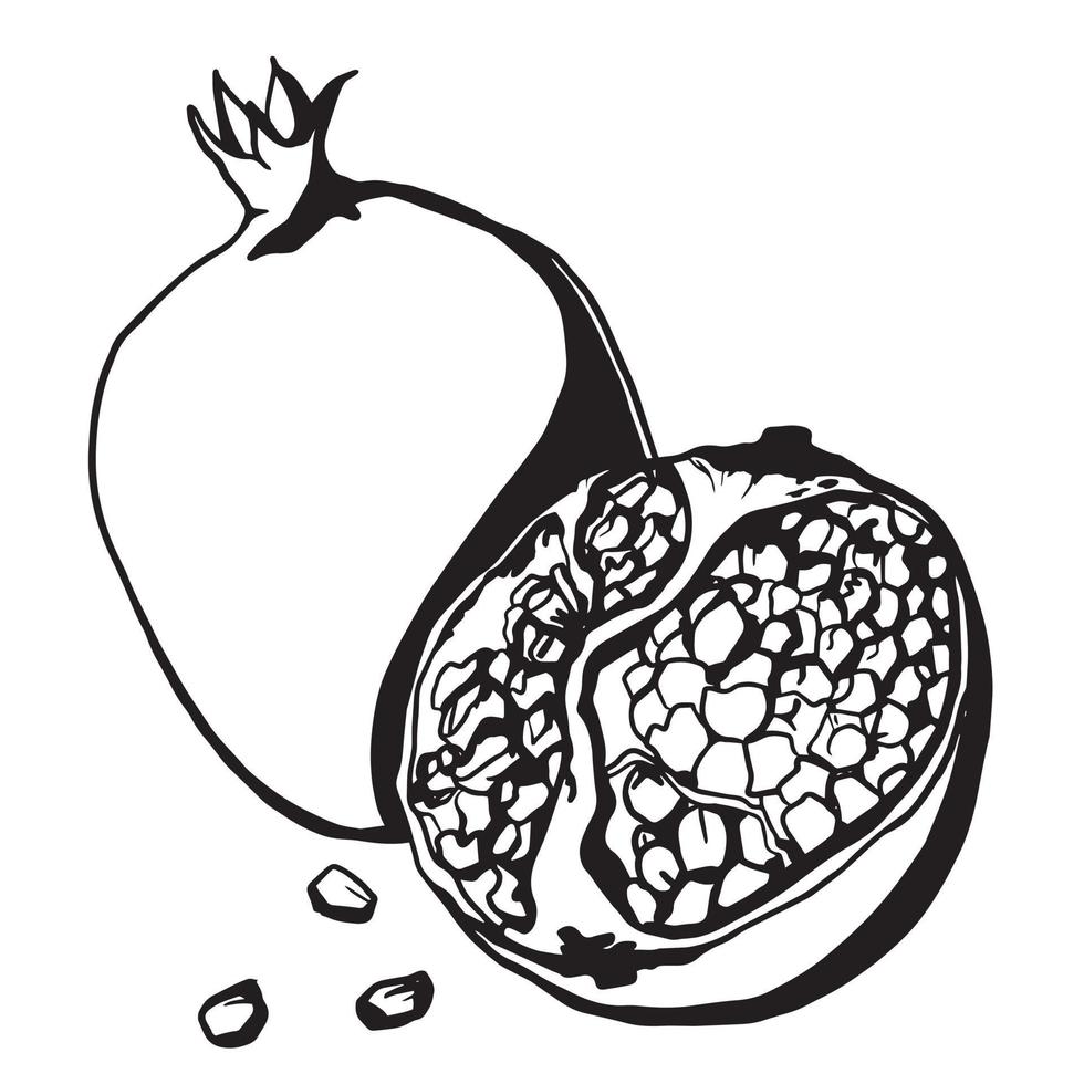 doodle drawing of tropical pomegranate fruit hand drawn in black on a ...