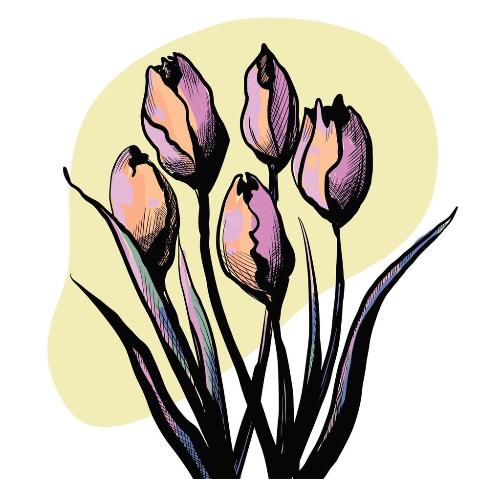 pink Tulips flowers line drawing art. Vector illustration