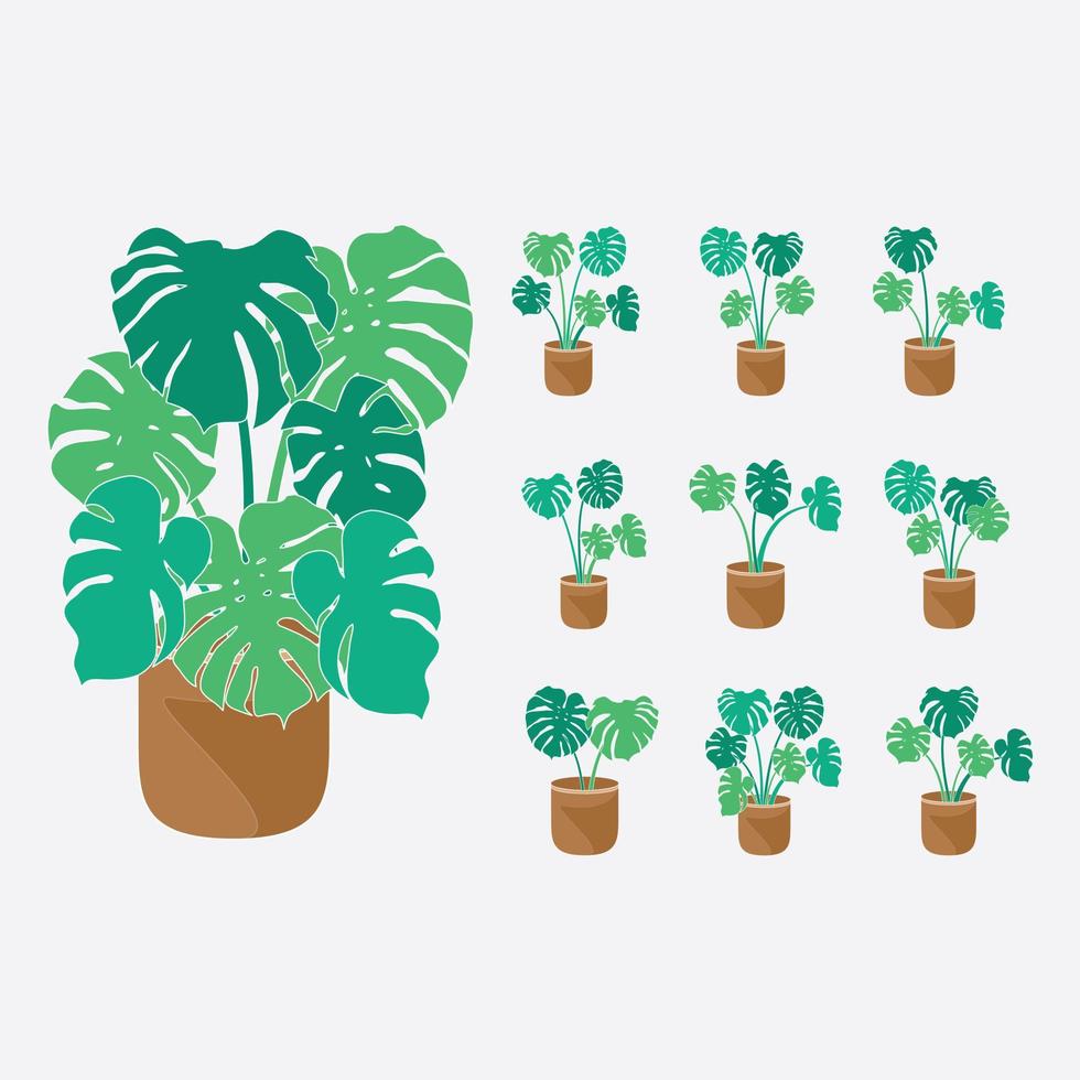 Flat Monstera Collection Plant vector